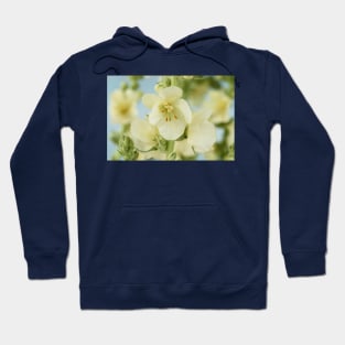 Verbascum x hybridum &#39;Snow Maiden&#39; Mullein Hoodie